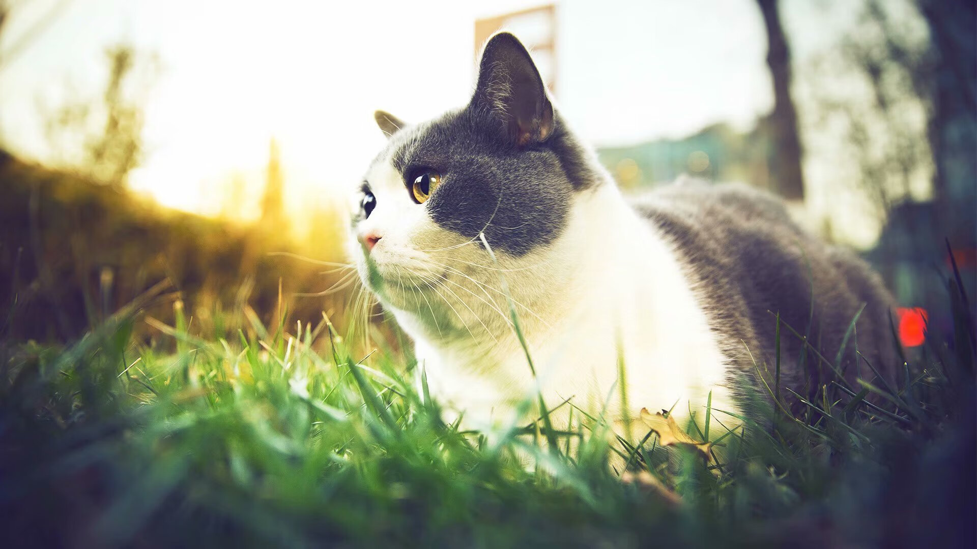 历史回顾：NBA经典反转瞬间回顾，nba经典的反转篮球赛