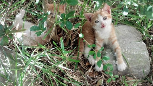德甲：门兴2-2平霍芬海姆，攻防精彩纷呈，门兴vs霍芬海姆