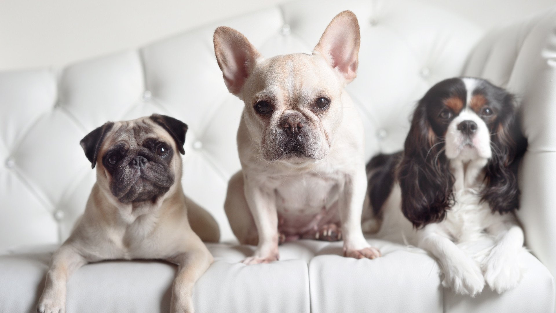 爱游戏体育官方网站-意甲：斯佩齐亚2-2平乌迪内斯，场面紧张刺激，斯佩齐亚vs乌迪内斯比分预测